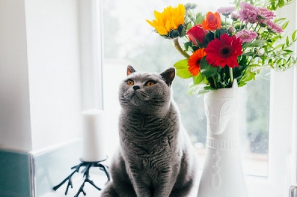 Tamborine Mountain Vet - Cat with flowers