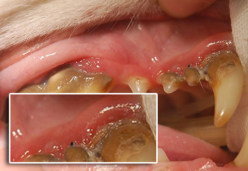 Tamborine Mountain Vet - dental disease