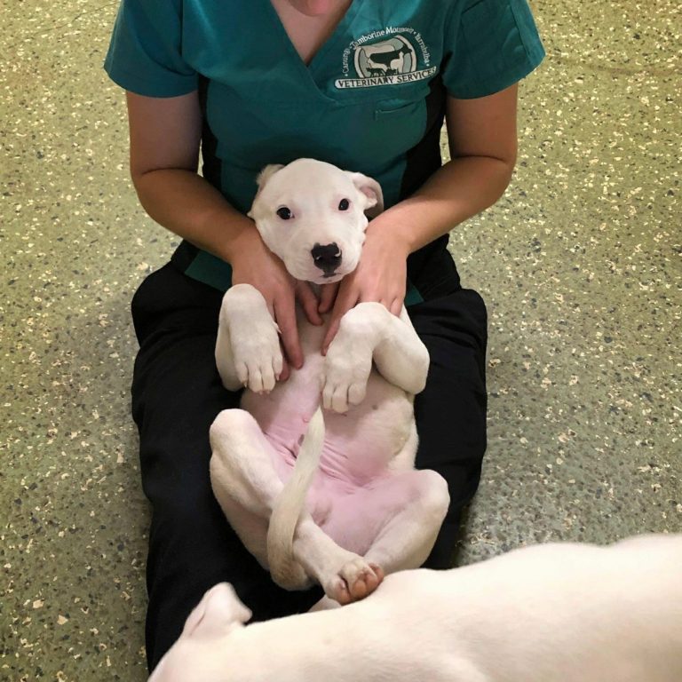 Tamborine Mountain Vet - Nurse cuddling with puppy