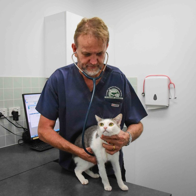 Tamborine Mountain Vet - Dr Andrew Paxton-Hall performing consult on cat