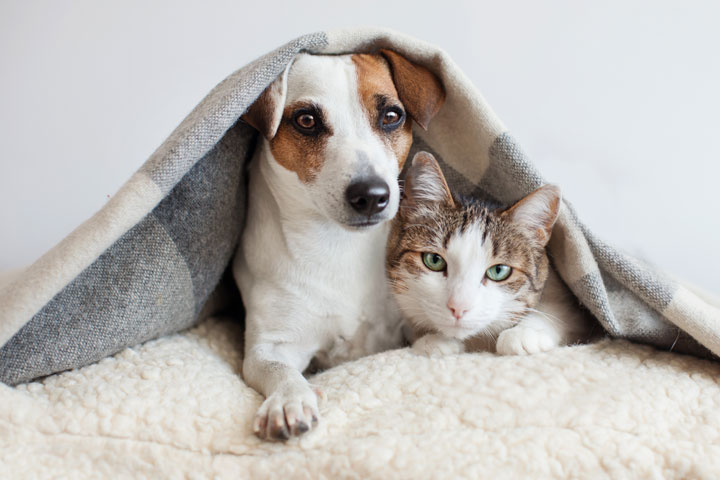 Stay Warm and Cosy: How to Tell if Your Pet is Feeling the Cold