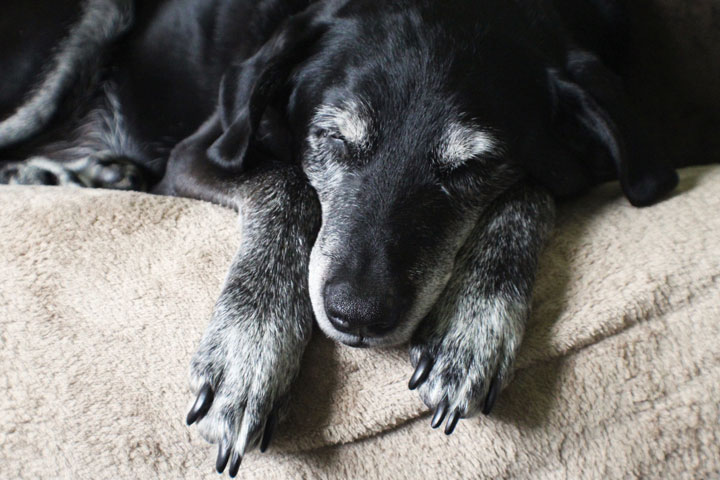 Navigating the Golden Years: Tips for Caring for Your Senior Pet
